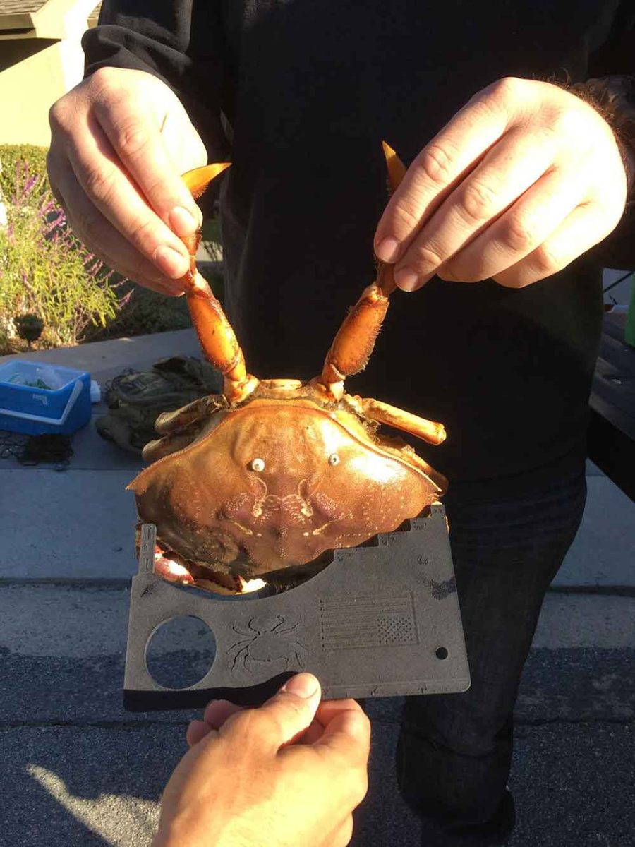 A 3D printed regulation crab gauge held under a freshly caught Dungeness crab to check whether its shell meets the legal-size limit.