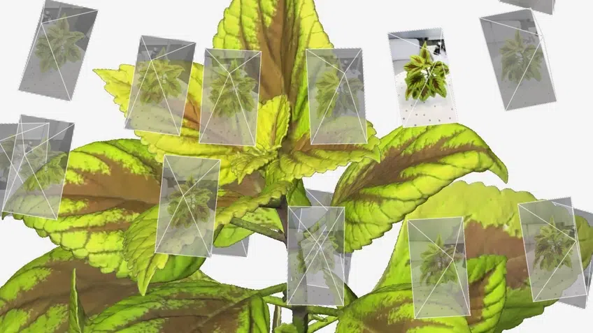 A photogrammetry scan of a plant in Artec Studio 19